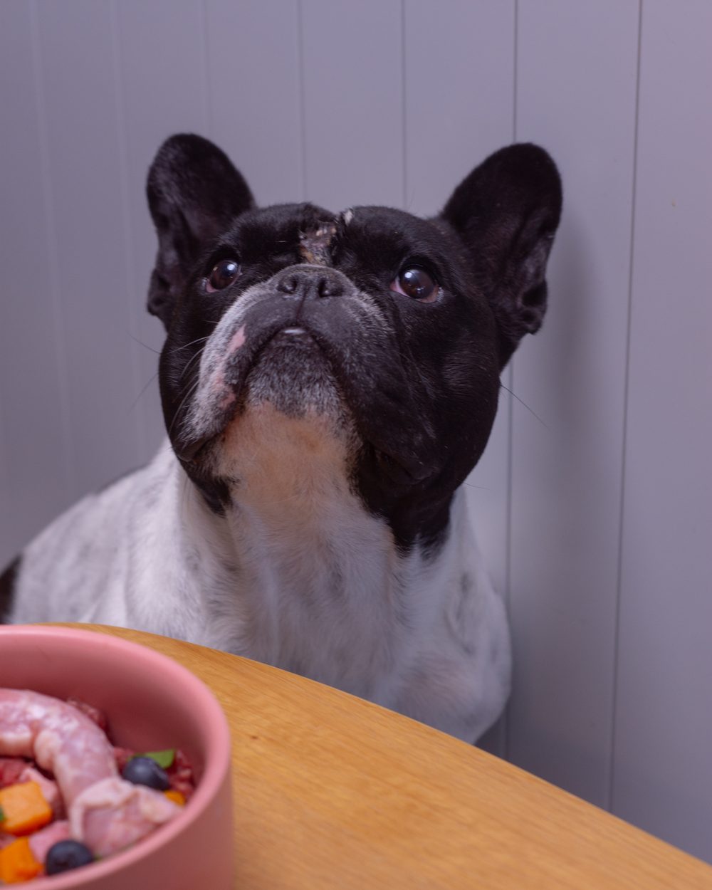 French Bulldog looking up hopefully beside his dinner bowl