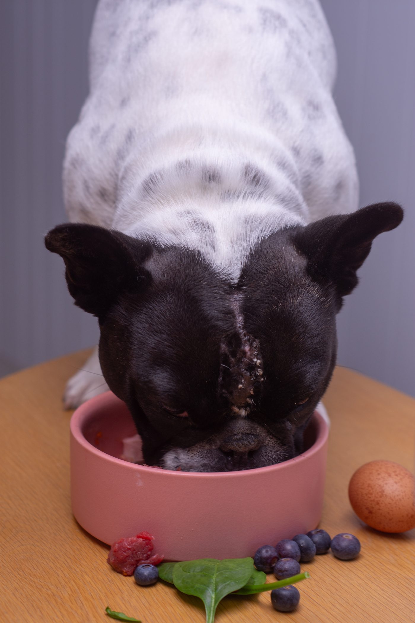 Raphy the French Bulldog happily eating a real food meal from his pink bowl